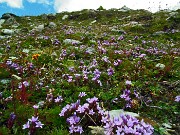 168  Estese fioriture di genzianella germanica